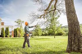 Reliable Queen Creek, AZ Tree Services Solutions